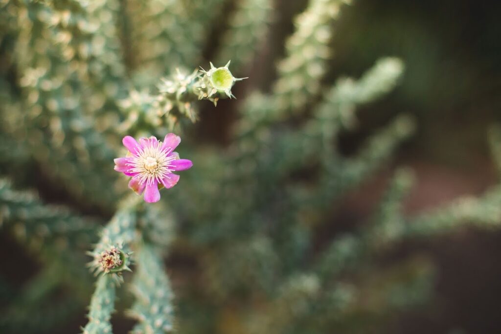Desert Seed Fertility gallery photo